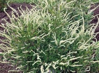 Summer Sparkler Clethra, Summersweet, Sweet Pepper Bush, Clethra alnifolia 'NOVACLEEIN' 
